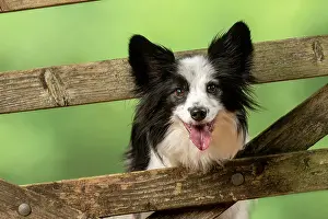 Smiling: DOG. Papillon X, standing up looking through a