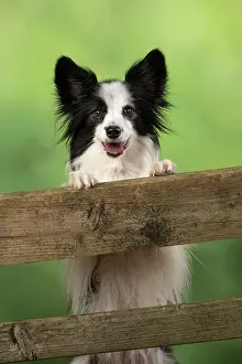 Gate: DOG. Papillon X, standing up looking through a farm gate