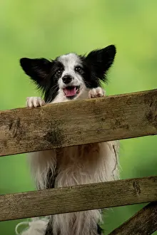 Gate: DOG. Papillon X, standing up looking over a gate