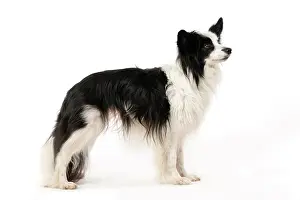 Papillon: DOG. Papillon X, standing, side on, , studio