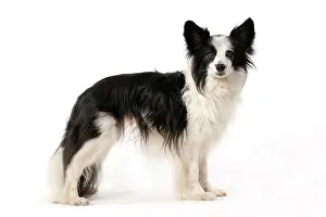 Papillon: DOG. Papillon X, standing, side on, , studio