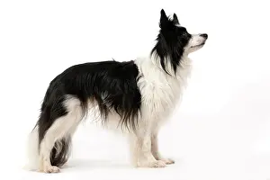 Papillon: DOG. Papillon X, standing, side on, , studio