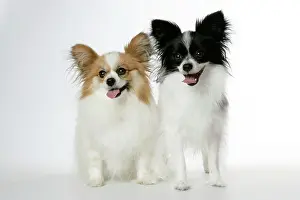 Papillons: DOG. Papillons
