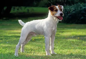 Docked: Dog - Parson Jack Russel Terrier