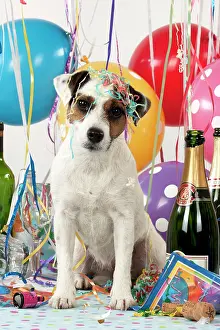Congratulations: Dog - Parson Jack Russell