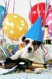 Congratulations: Dog - Parson Jack Russell