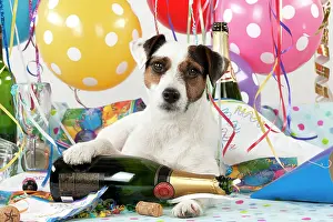 Congratulations: Dog - Parson Jack Russell