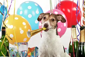 Congratulations: Dog - Parson Jack Russell