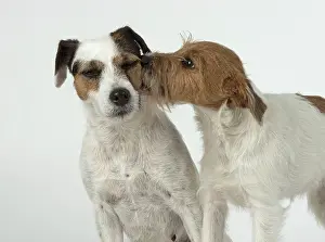 Secret: Dog Parson Jack Russell