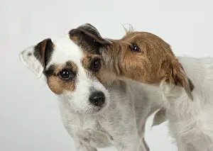 Secret: Dog Parson Jack Russell