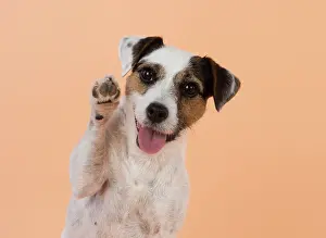 Waving: Dog Parson Jack Russell