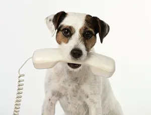 Phone: Dog Parson Jack Russell