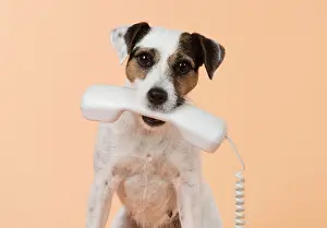 Parson: Dog Parson Jack Russell