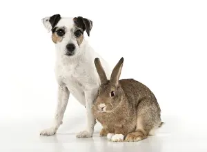 Agouti: DOG. Parson Jack Russell with agouti rabbit