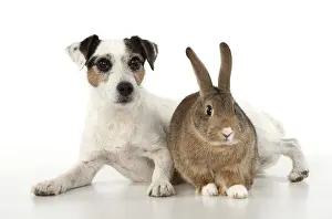 Agouti: DOG. Parson Jack Russell with agouti rabbit
