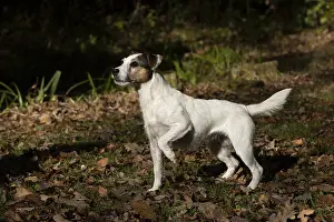 Lifting: DOG, Parson Jack Russell in autumn leaves