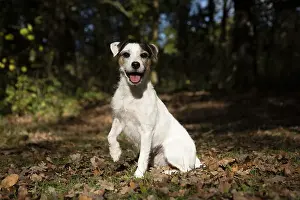 Lifting: DOG, Parson Jack Russell in autumn leaves