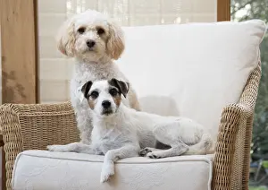 080119: DOG. Parson Jack Russell with a Cavapoo in a chair