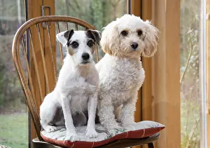 080119: DOG. Parson Jack Russell with a Cavapoo on a chair