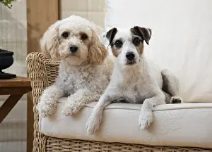 Cavapoo: DOG. Parson Jack Russell with a Cavapoo in a chair