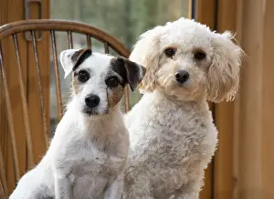 Cavapoo: DOG. Parson Jack Russell with a Cavapoo on a chair