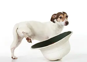 Peeing: Dog. Parson Jack Russell cocking its leg on a Pith helmit