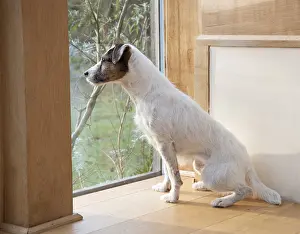 080119: DOG. Parson Jack Russell in a garden room