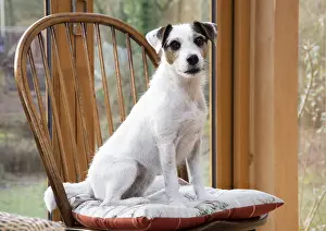 Parson: DOG. Parson Jack Russell in a garden room