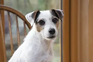 Parson: DOG. Parson Jack Russell in a garden room