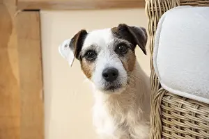 Parson: DOG. Parson Jack Russell in a garden room