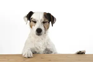 310818: DOG. Parson Jack Russell, head & paws over