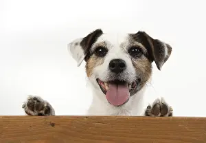 310818: DOG. Parson Jack Russell, head & paws over