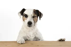 Parson: DOG. Parson Jack Russell, head & paws over