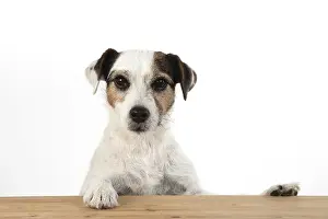 Parson: DOG. Parson Jack Russell, head & paws over