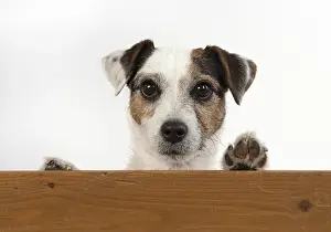 Parson: DOG. Parson Jack Russell, head & paws over