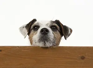 310818: DOG. Parson Jack Russell, head over wood