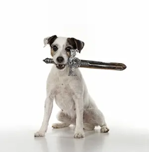 Sword: DOG. Parson Jack Russell holding a pirates sword