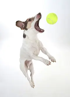 Tennis: Dog. Parson Jack Russell jumping to catch a ball