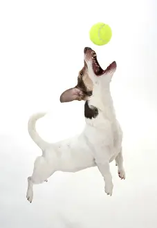 Tennis: Dog. Parson Jack Russell jumping to catch a ball