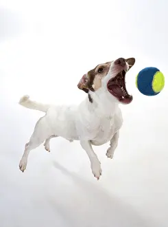 Tennis: Dog. Parson Jack Russell jumping to catch a ball