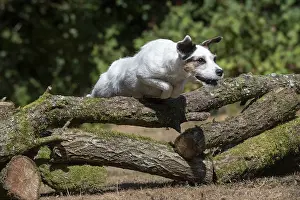 310818: DOG. Parson Jack Russell jumping over logs