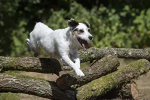 Parson: DOG. Parson Jack Russell jumping over logs