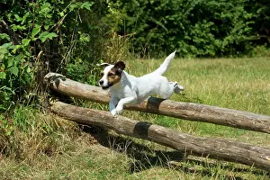 Poles: Dog - Parson Jack Russell jumping wooden poles