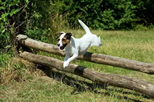 Poles: Dog - Parson Jack Russell jumping wooden poles