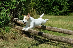 Poles: Dog - Parson Jack Russell jumping wooden poles