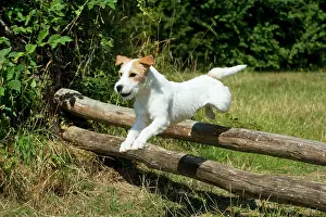 Poles: Dog - Parson Jack Russell jumping wooden poles