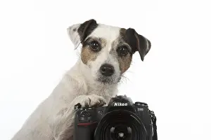 Parson: DOG. Parson Jack Russell looking over a camera