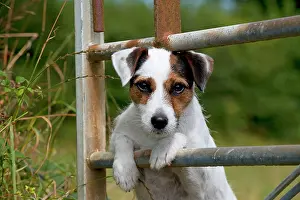 Gates: Dog - Parson Jack Russell looking through a gate