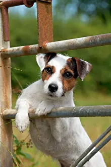 Gates: Dog - Parson Jack Russell looking through a gate