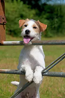 Gates: Dog - Parson Jack Russell looking through a gate